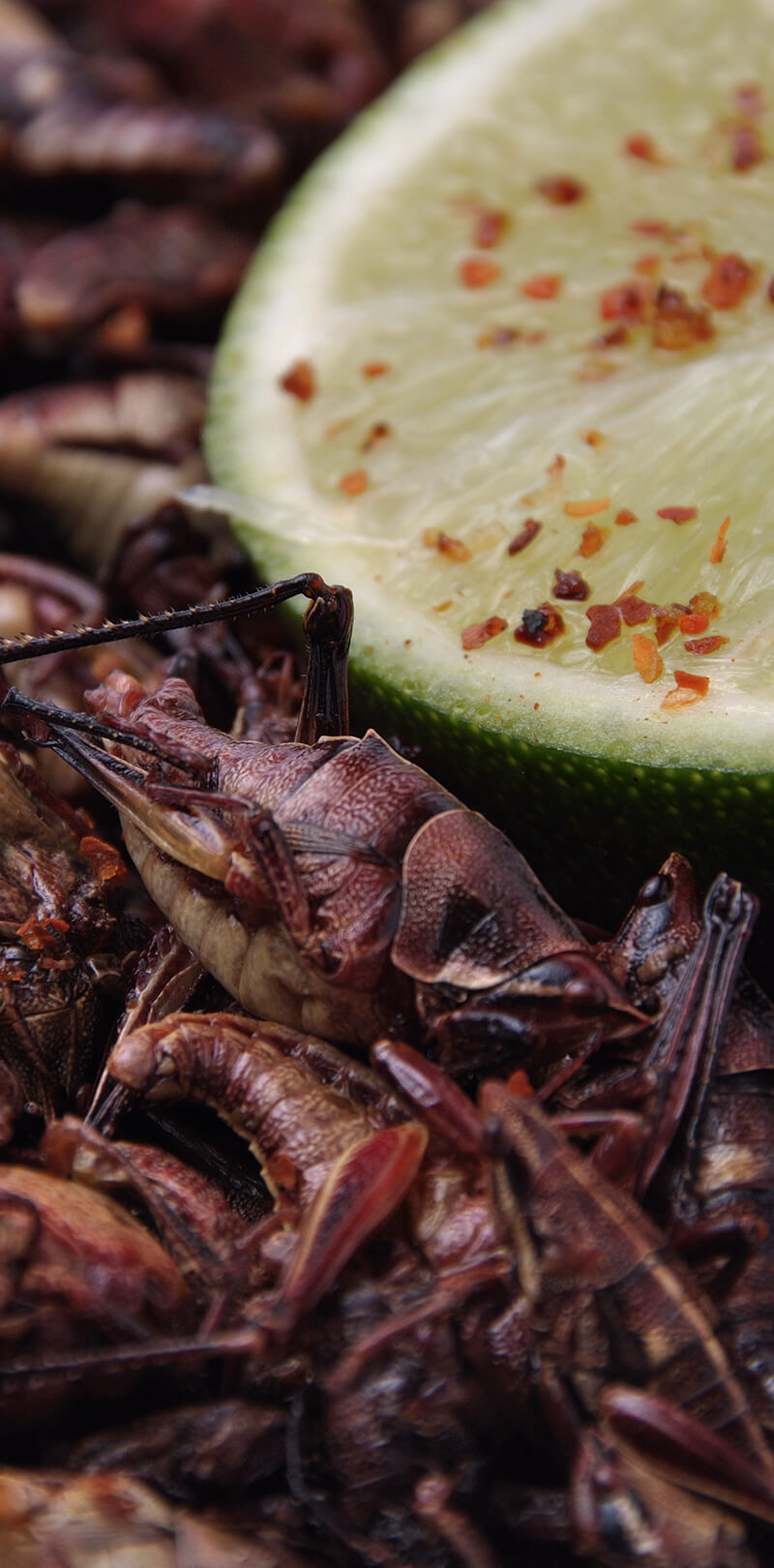 Conoce y prueba los insectos comestibles de México